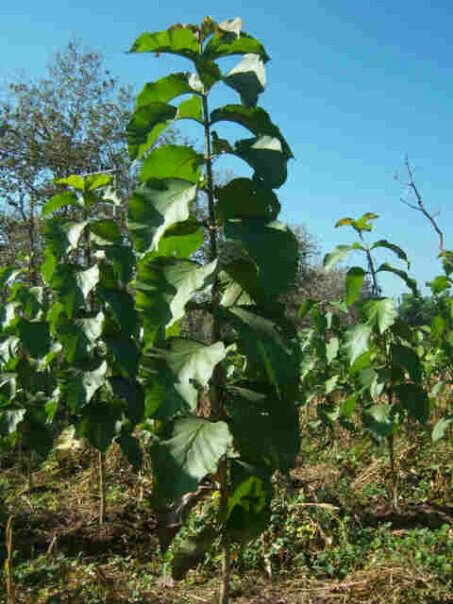 Bekerja di BUMN (Pengelola hutan jawa madura dan Banten),