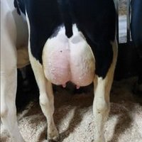 willscherpenzeel (@will1500cows) 's Twitter Profile