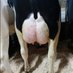 willscherpenzeel (@will1500cows) Twitter profile photo