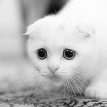 chen88714992's profile picture. 