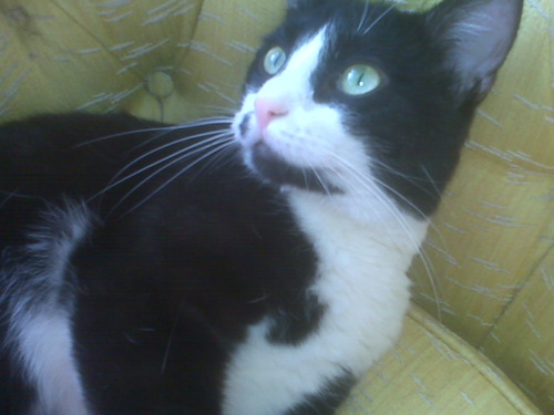 DarbyDaCat's profile picture. Like: Friskies Signature Blend, speed workouts, sweatshirt strings. Dislike: Car rides, black squirrels, vacuum cleaners.