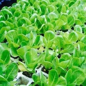 Smart Green. Cultivo ecológico inteligente. ARDUINO.
