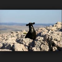 Strahinja Milosevic (@bracojlo) 's Twitter Profile