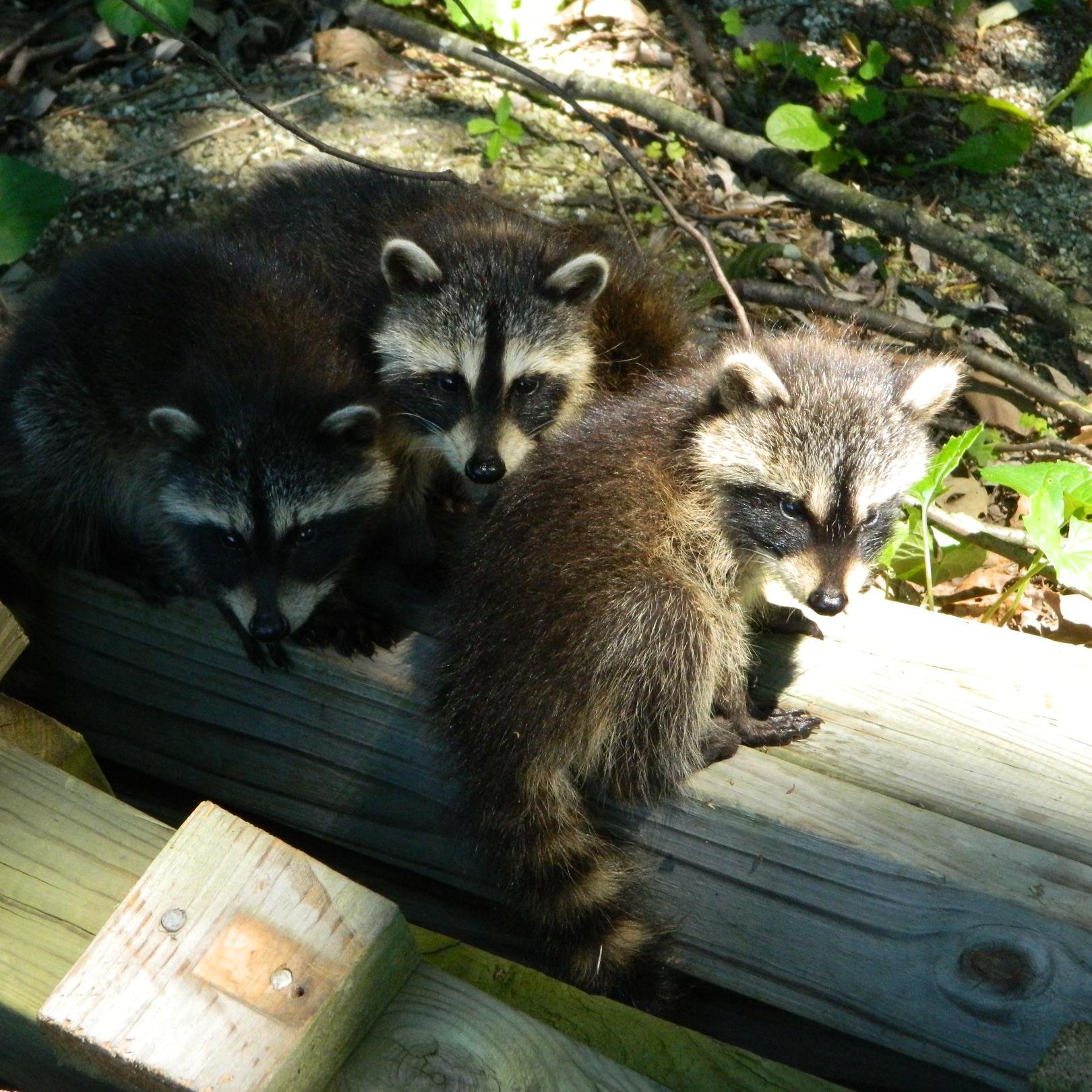 Jshafer67's profile picture. Just a person dealing with the daily struggles of survival