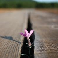 Solovei_Info's profile picture. Соловей.Инфо и Цензуры.Нет относятся к тем немногочисленным СМИ, которые сумели сохранить независимость от государства и пишут новости без прикрас...