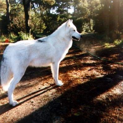Im Christy, been alone all my life. I travel from woods to forest to look for a home and to have a family one day #Female #Single