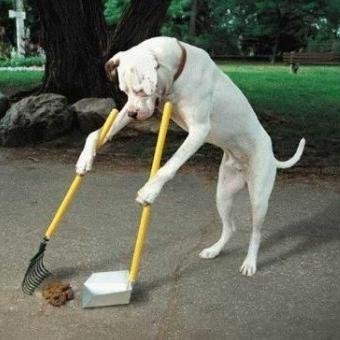 Train My Hound offers veterinary-approved dog training classes, training tips, obedience training, crate training, and other informational products .