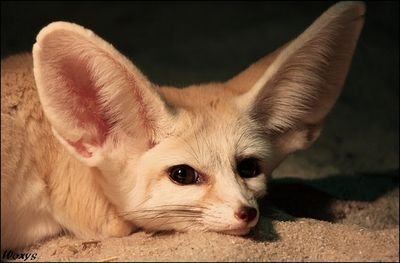 Julesfx's profile picture. queer writer and hobby-artist working on an adult LGBT fantasy romance novel. I enjoy crafting, being outdoors, & reading lgbt historical romance. Any pronouns