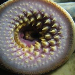 LanCephalochord's profile picture. 