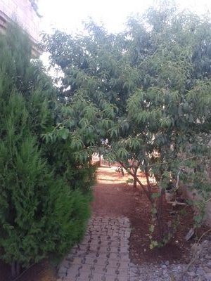 IremGyavuz9912's profile picture. 