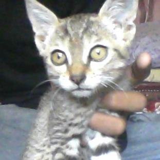 bossnater's profile picture. 