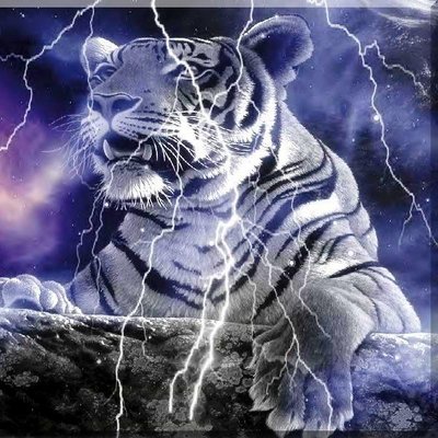 Lightning Tiger (@lightningtiger_) / X