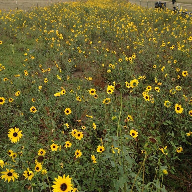 Happily Retired Writer/Forester/Gardener/Hiker/News Junkie
No longer active on this site.