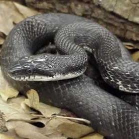The Black Rat Snake Care Guide is the most comprehensive guide for people interested in having this species in captivity.  http://t.co/FfDsZ4JbbG