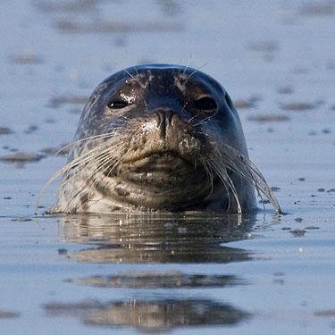 babysealgoalie's profile picture. 