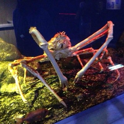 すきなもの：
にじさんじ
アークナイツ
原神
