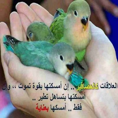 ‏‏احب الحب ولو علما الحب كم احبه ،،، لاتمنئ الحب ان   يكون حبيبي ‏‏‏‏‏