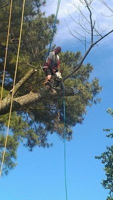A Top Notch Tree Service is the only choice in Hampton Roads for all your tree service needs. Free Estimates! Check us out on our website or Facebook.