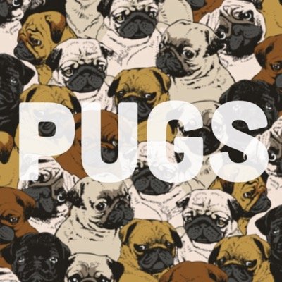 PugsAreForever's profile picture. I didn't choose the pug life, the pug life chose me. I post pictures of pugs. Follow for a pug hug! I own no pictures that I post.