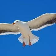 bisikhuemhen's profile picture. Male   Average height, dark in completion