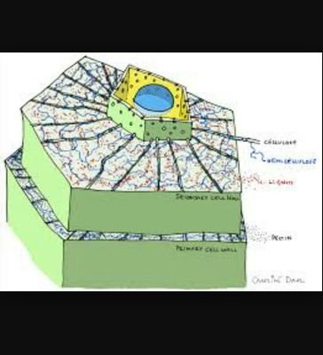 cellwall08's profile picture. 