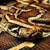 Burmese Python (@burmesepythons) Twitter profile photo