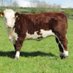 Annaghbeg Herefords (@markyspark811) Twitter profile photo Annaghbeg Herefords (@markyspark811) Twitter profile photo