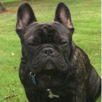 Dre the Frenchie (@drefrench1) 's Twitter Profile