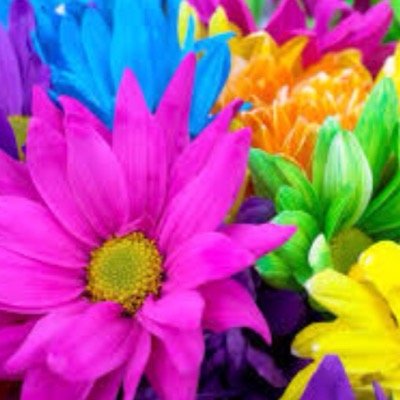 cawley_colleen's profile picture. 