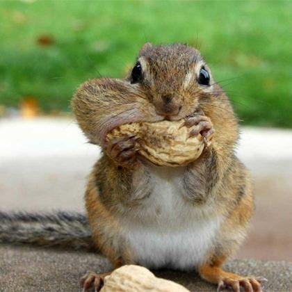 bartmanmitchell's profile picture. A little bit nutty...