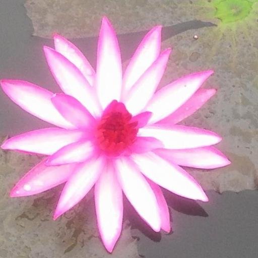 mouseh12's profile picture. 