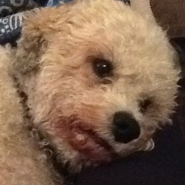 They Call Me Dog Buffone