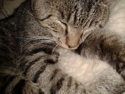 Hy cats! I'm a hungarian girl