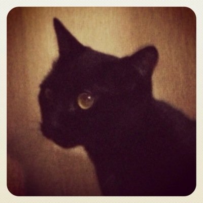 rabbitteeths's profile picture. シルバーアクセサリー、主に指環をつくっています。お知らせをするとき以外はTwitterを見ていないので、ご用のある方はHPからメールでご連絡ください ^^ ( IIIIIIooo / rabbitteeth's /s'hteettibbar / miwaO ) *･゜ﾟ.＊･ *･゜ﾟ。・◎s * ☆ *･＊･゜ﾟ★≪