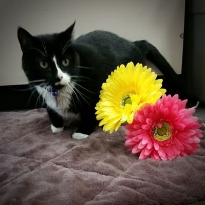 I'm Sammie the cat. Proud 'employee' at Global Pet Foods in Red Deer, Alberta. I'm the new face for Global, so keep your eyes on our page for contests & trivia!