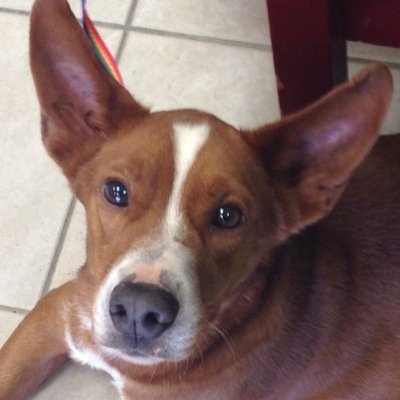 I'm a former shelter dog who has found happiness with my new family. Part Basenji, part Lab, I am 100% awesome! My ears are my best feature. I can almost fly!