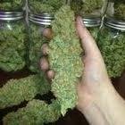 mellylillian's profile picture. 