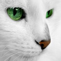 Whitewing (@whitewing8d) 's Twitter Profile