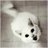 phizarepet1981's profile image