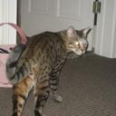 Vicky Lindsay - @prettypixie05 - Twitter