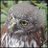 verripasfi1981's profile image