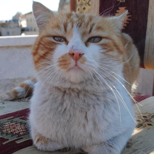 Ptany1986's profile picture. 自転車と旅行とアンジュルムと美味しい物が好きな三十路間近。適当に毎日食べた物や思いついた事を殴り書くブログやってます