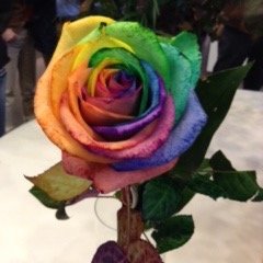 Ann Weatherall Profile