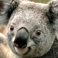 Mark Beaton (@06b7de10e59a40b) 's Twitter Profile
