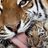 kikig_3's profile image