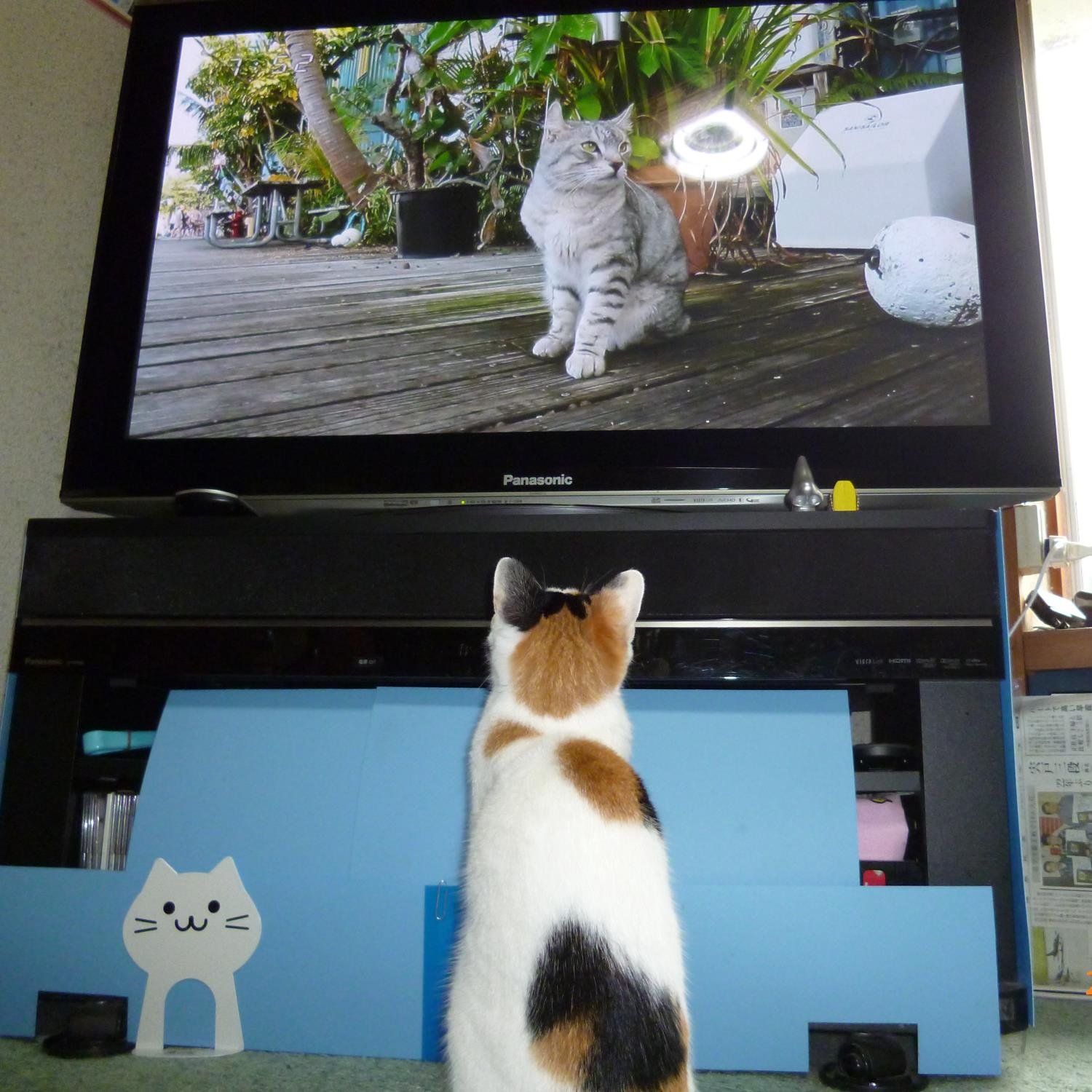 am48iwana's profile picture. 反原発・アンチ巨人・反自民・反独裁・反大阪維新・反日テレ・反フジテレ・反テレビタックル、護憲