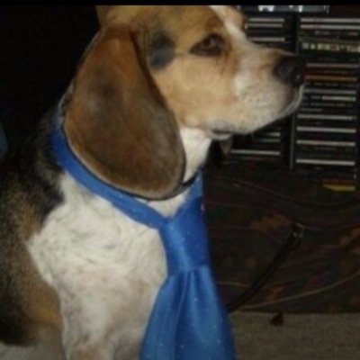 JediBeagle1 Profile Picture