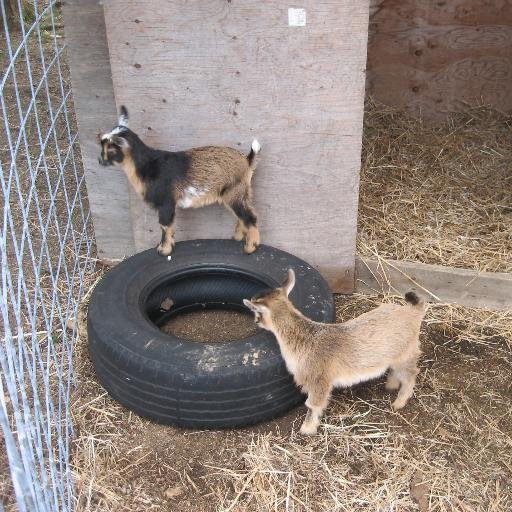 jacksonsfolly's profile picture. Family farm raising sheep, dairy goats and poultry.