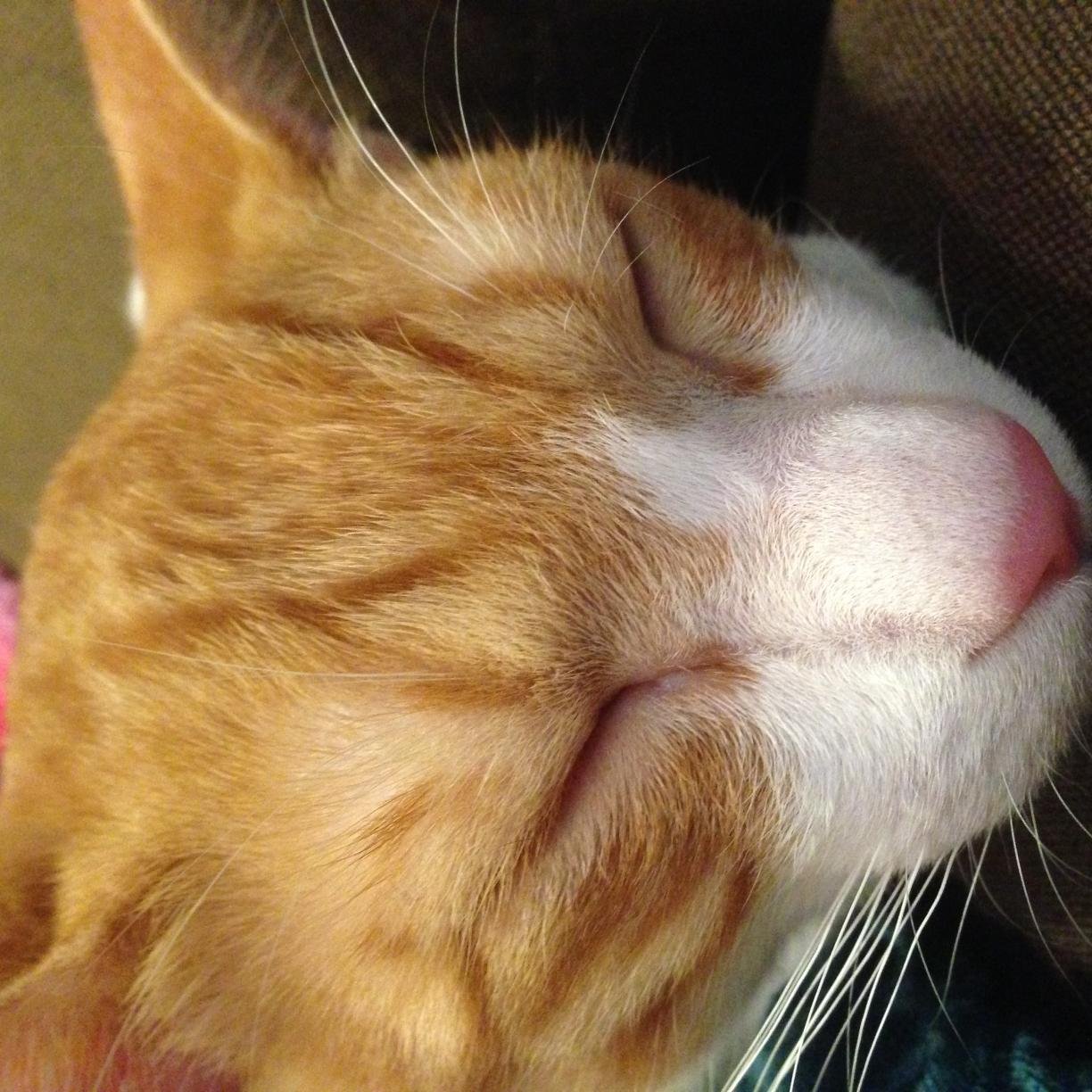 大阪弁を話す猫です。