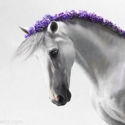 gfyidtjoqr2755's profile picture. الي بالمفضله مب لي بس يلا انفضها .